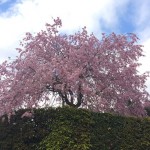 遅咲きの桜が満開！圓光寺と狸谷不動院のガイドツアーを開催！