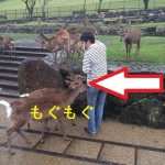 奈良で企画ミーティング！鹿の襲撃にあいました！